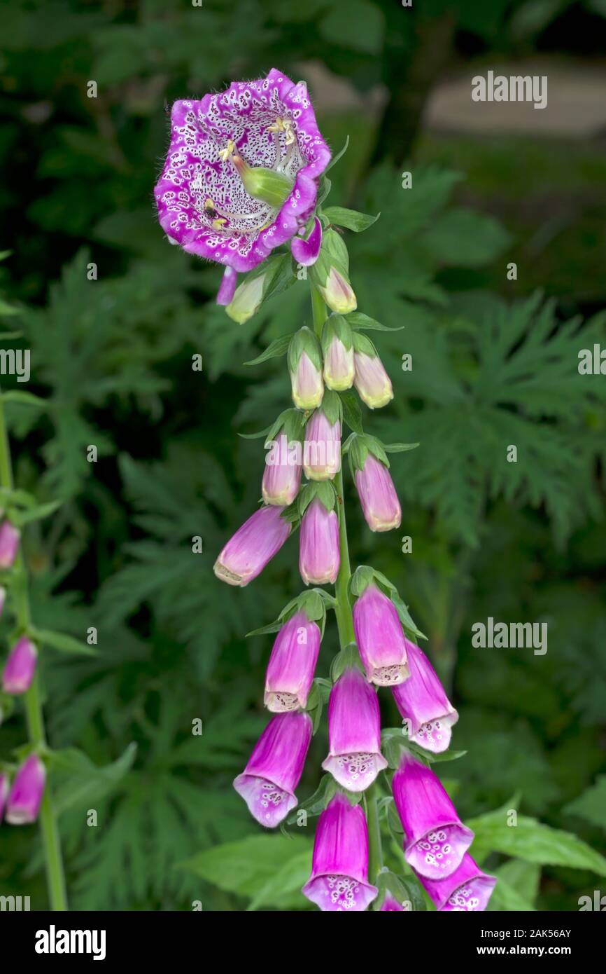 Foxglove mutant - Digitalis purpurea, showing mutation at tip of plant.Height to 1.5m. Familiar, greyish and downy biennial or short-lived perennial. Stock Photo