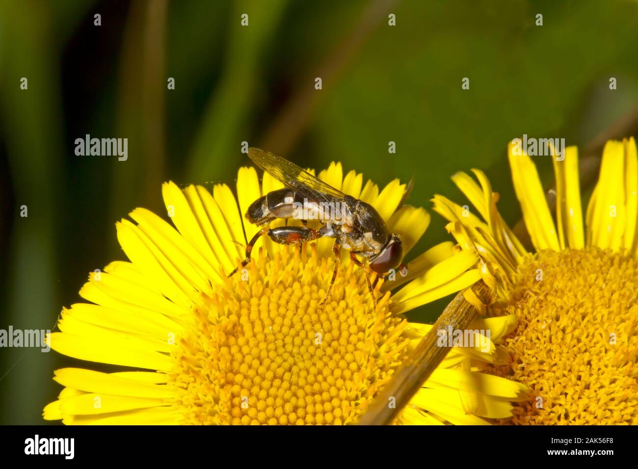 Thick-legged Hoverfly - Syritta pipiens Stock Photo