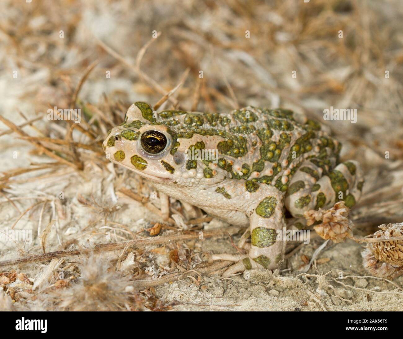 The Green Toad - Bufo viridis. A common nocturnal hunter in a range of habitats around the Mediterranean. Stock Photo
