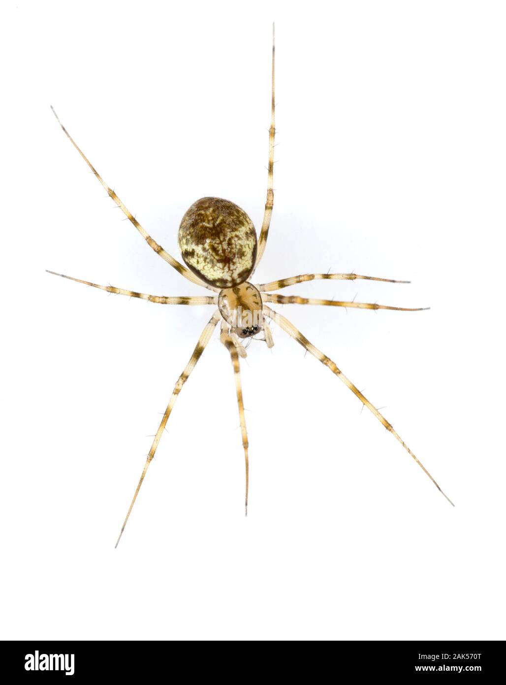 Linyphiid Spider web in tree Cut Out Stock Images & Pictures - Alamy