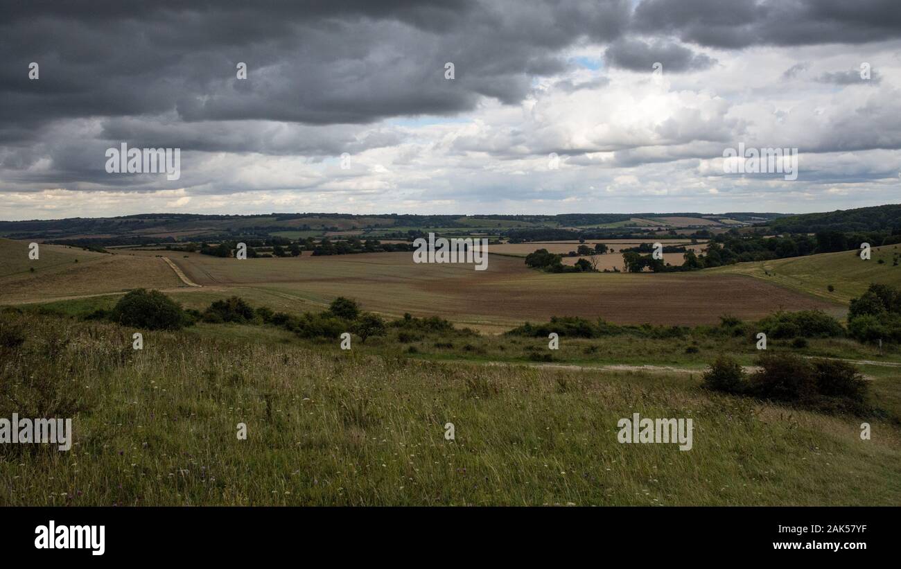 Fields of cereal crops cover the rolling landscape of the Chiltern Hills at Ivinghoe Beacon in Buckinghamshire. Stock Photo