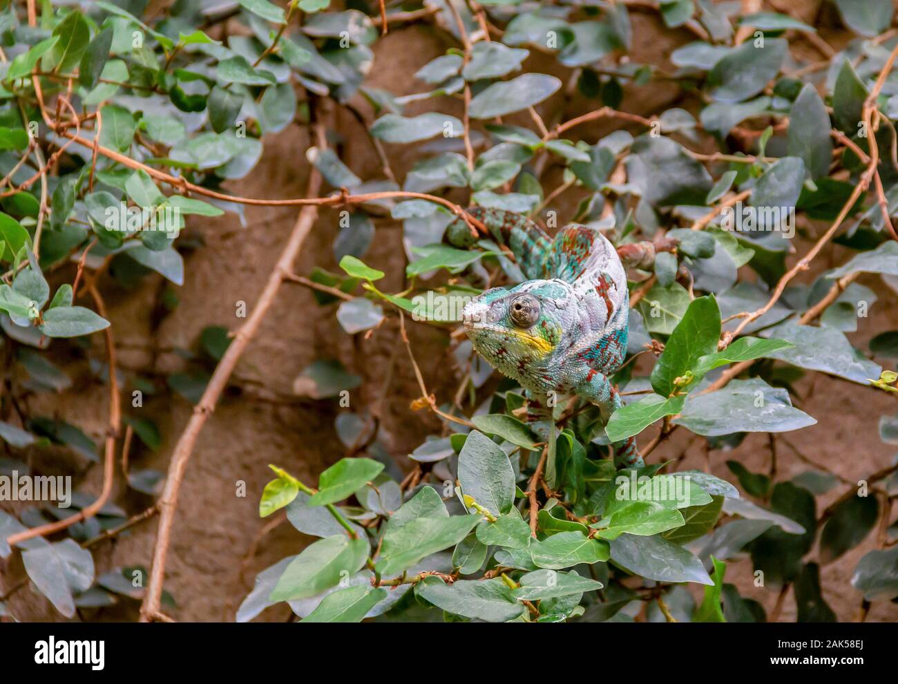 a Panther chameleon while moulting in natural leavy ambiance Stock Photo