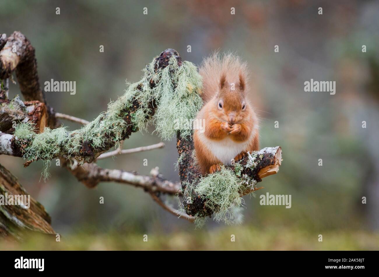 Red squirrel, Sciurus vulgaris Stock Photo