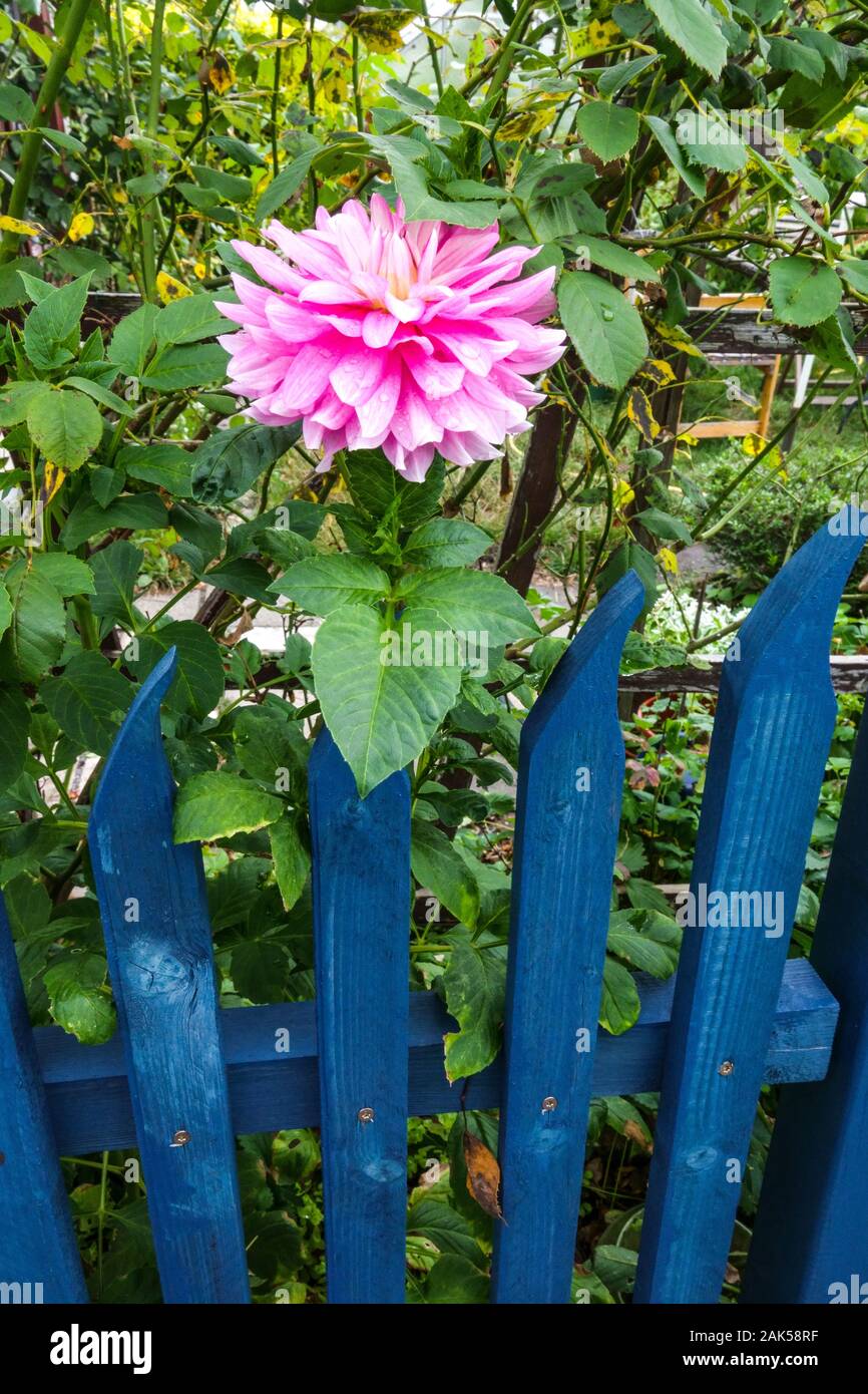 Blue painted garden fence, Dahlia flower Stock Photo