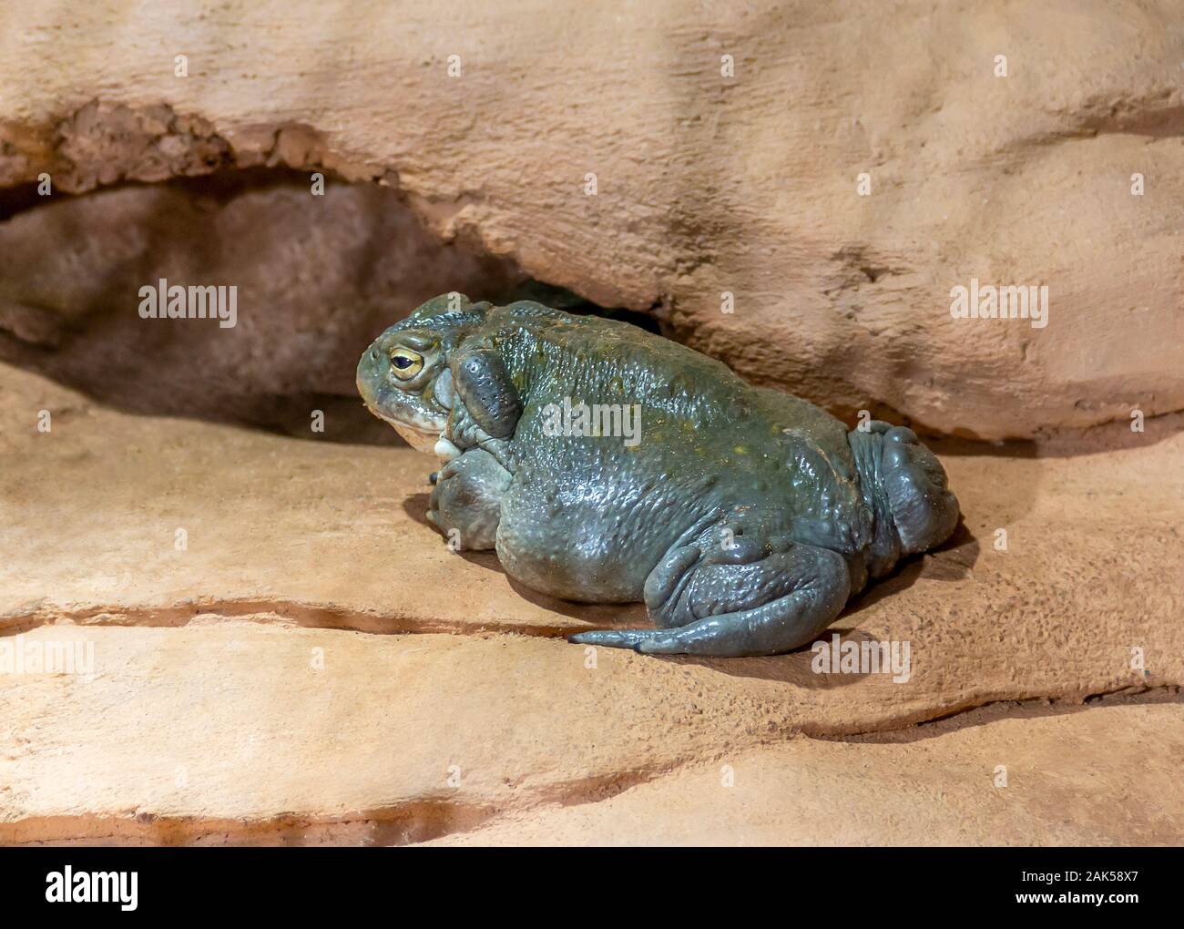 a Colorado River toad in stony ambiance Stock Photo