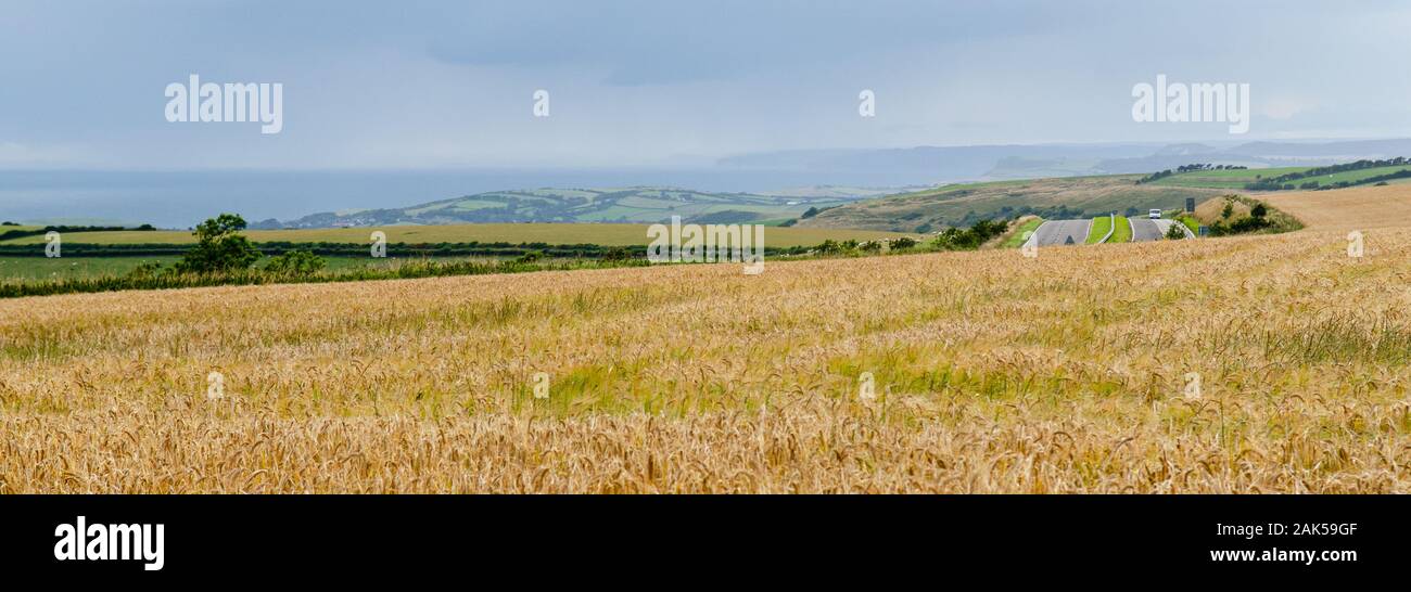 The A35 trunk road runs between fields of crops and pasture at Askerswell Down neart Dorchester on the rolling hills of the Dorset Downs, with Lyme Ba Stock Photo