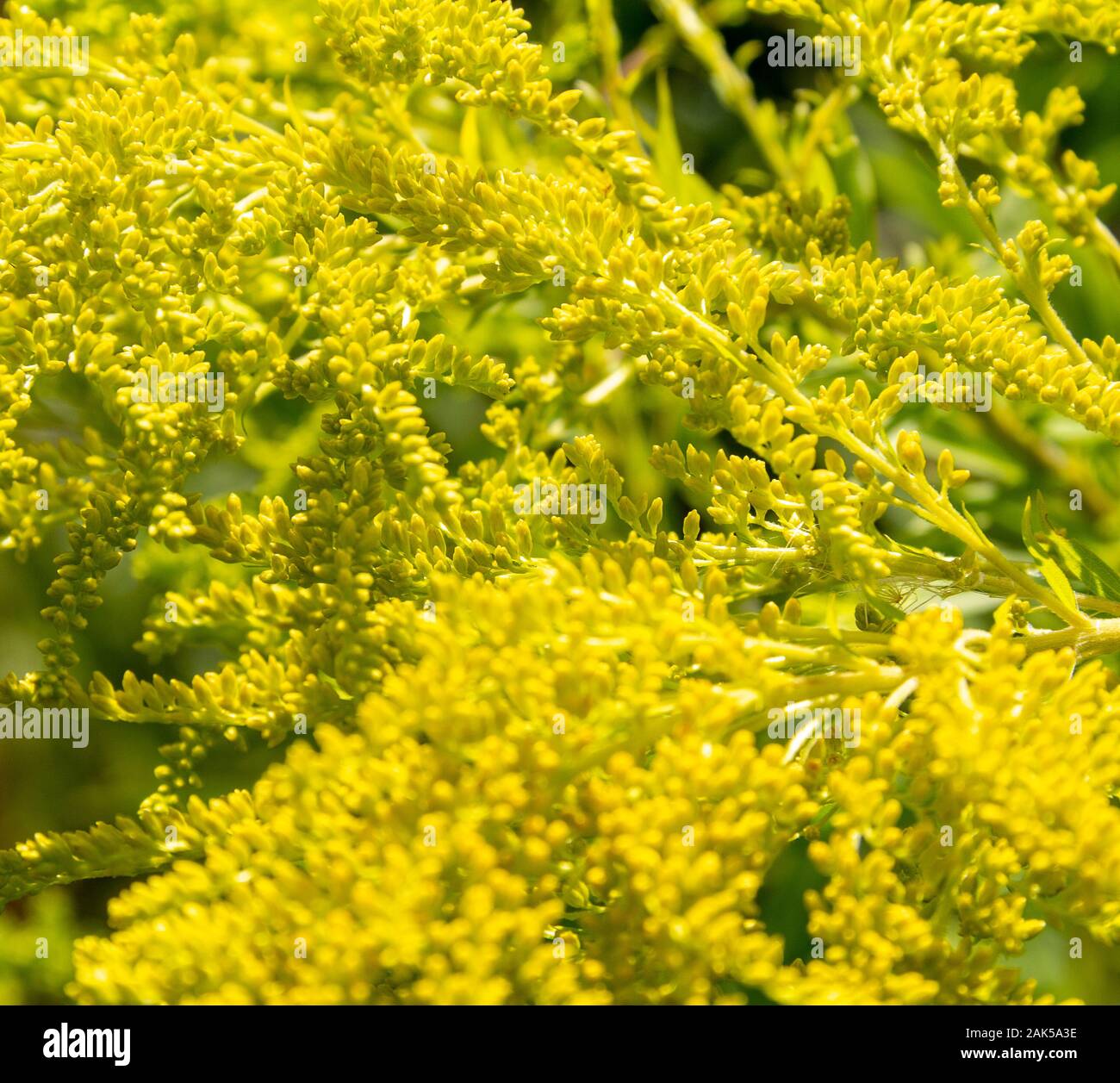 full frame Canada goldenrod flower closeup Stock Photo Alamy