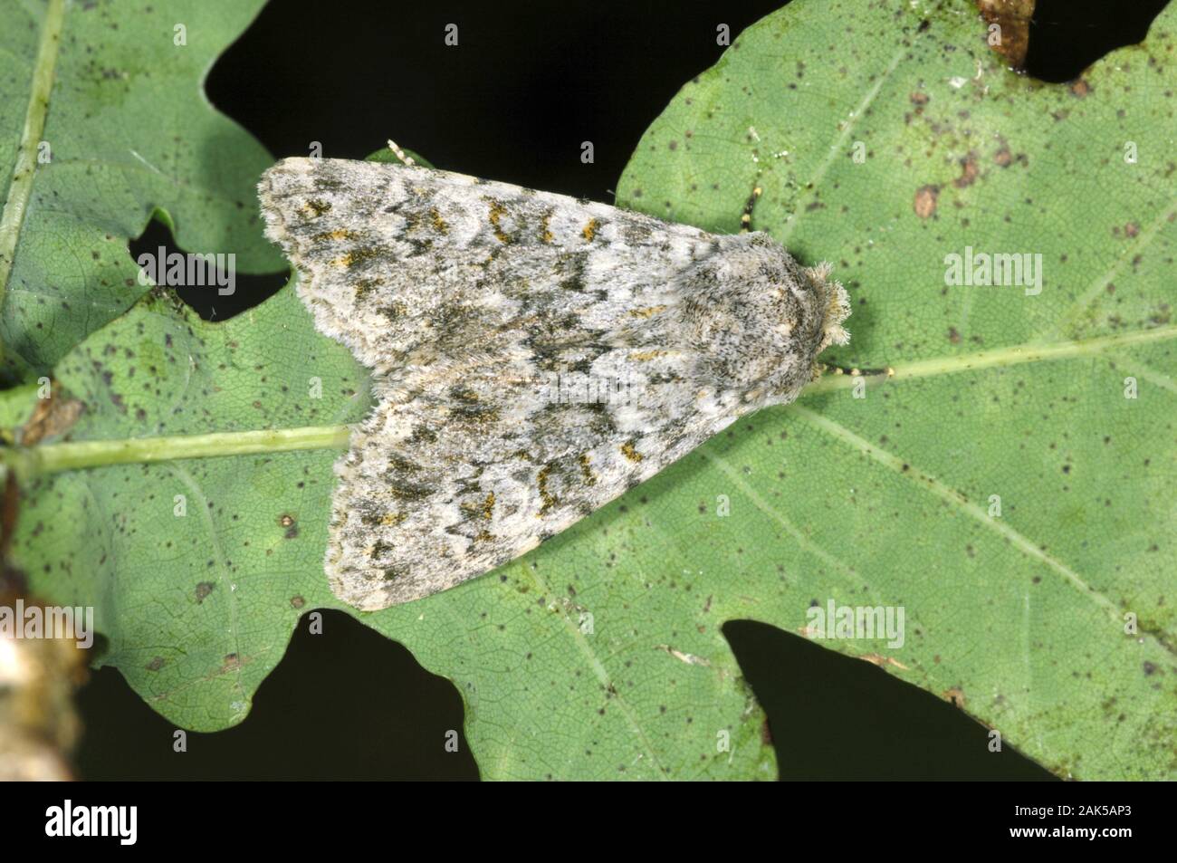 Large ranunculus moth hi-res stock photography and images - Alamy