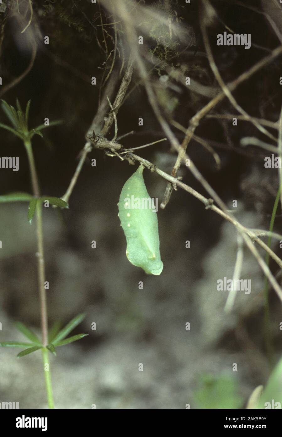 Tiny wingspan hires stock photography and images Alamy