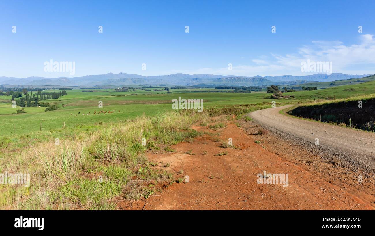 Scenic summer dirt road route through farmlands with cattle animal herd morning eating the green panorama mountain landscape terrain. Stock Photo