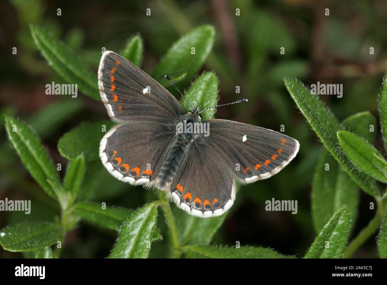 Northern Brown Argus Aricia artaxerxes Wingspan 25mm. A distinctive butterfly and the northern counterpart of the Brown Argus. Adult has rich brown up Stock Photo