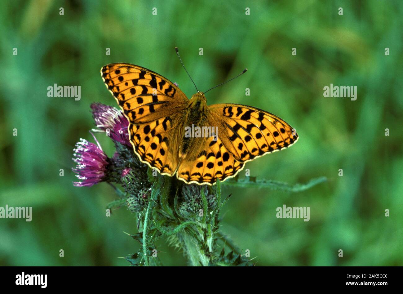 High Brown Fritillary Argynnis adippe Wingspan 60mm. Fast-flying butterfly associated with windswept, open country. Adult has orange-brown upperwings Stock Photo