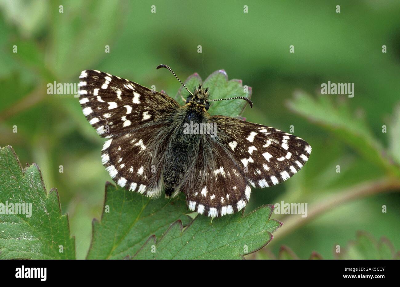Grizzled Skipper Pyrgus malvae Wingspan 20mm. A well-marked skipper. Adult has dark grey-brown upperwings with striking white spots; underwings are re Stock Photo