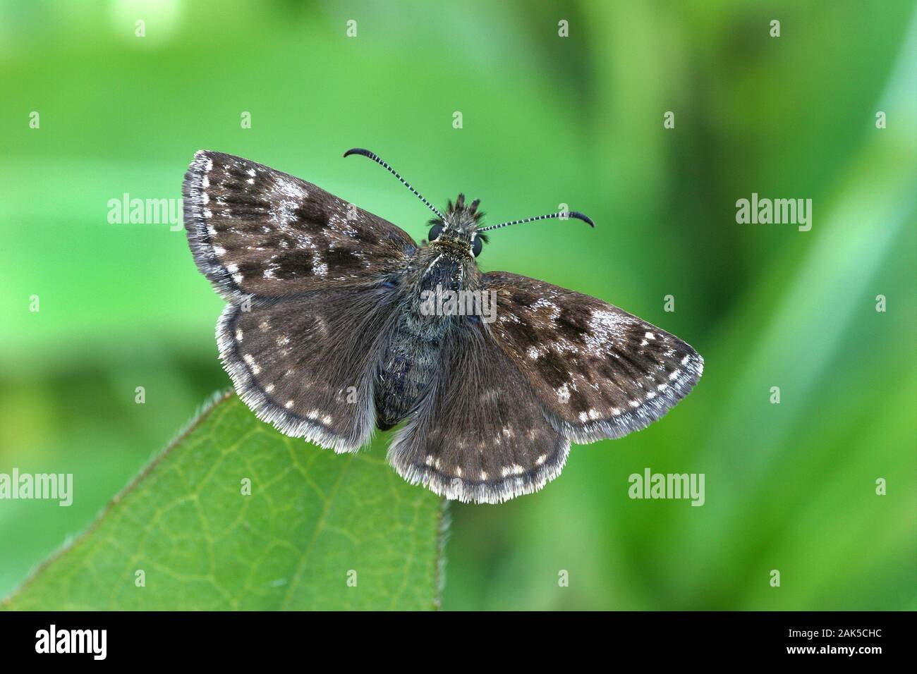 Dingy Skipper Erynnis tages Wingspan 25mm. The most moth-like of the skippers, with a buzzing flight. Adult has dark grey-brown upperwings; underwings Stock Photo
