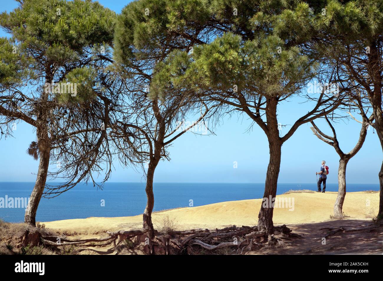 Pinien bewachsene Sandsteinfelsen am Steilkuestenstrand  Praia de Falesia bei Albufeira, Algarve | usage worldwide Stock Photo