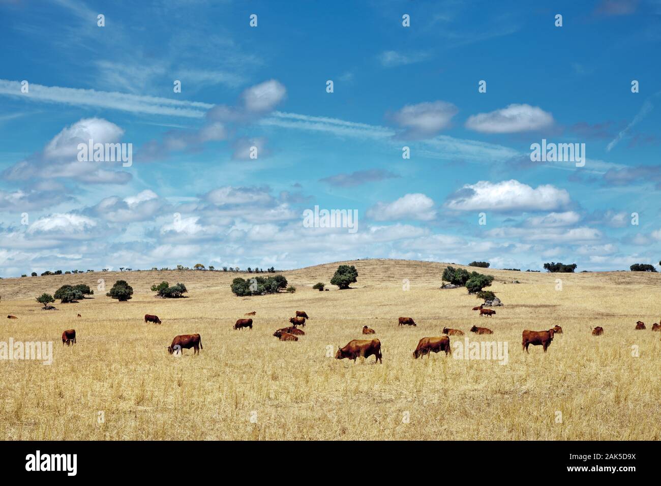 Kuehe und Korkeichen auf einer Weide bei Evora, Algarve | usage worldwide Stock Photo