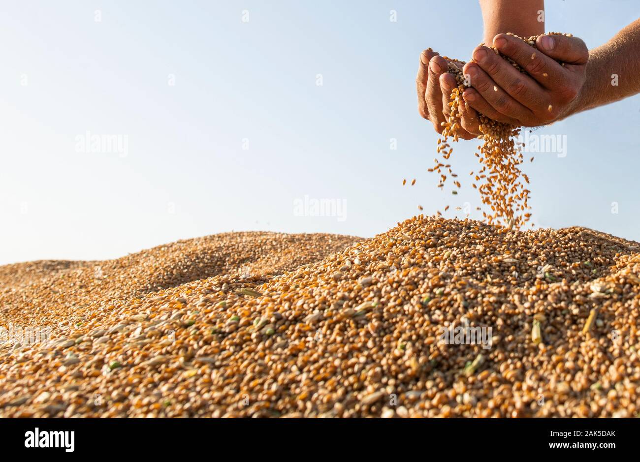 Farmer handful of harvested wheat kernels from the heap loaded into