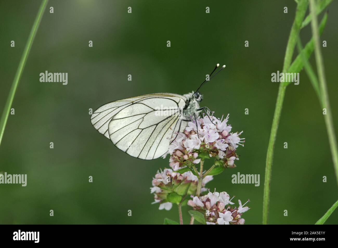 Black-veined White - Aporia crategi Stock Photo