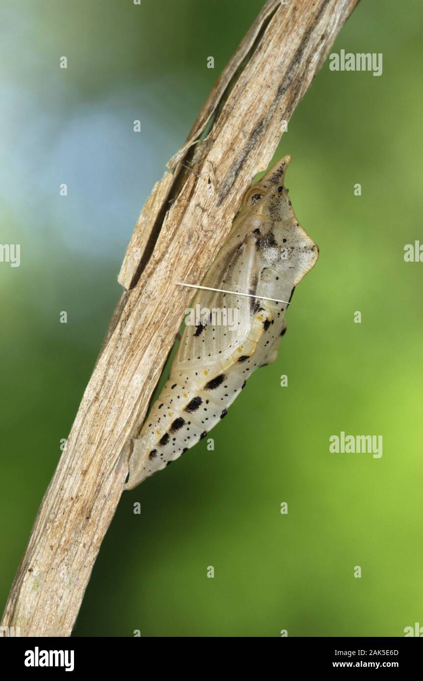 Green-veined White Pieris napi  Wingspan 45-50mm. Adult recalls a Small White but has striking veins on wings: these are dark on upperwings, and greyi Stock Photo