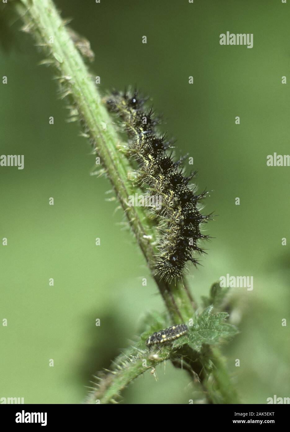 Small Tortoiseshell Nymphalis urticae  Wingspan 42mm. A colourful butterfly associated with waste and wayside areas where larval foodplant flourishes. Stock Photo