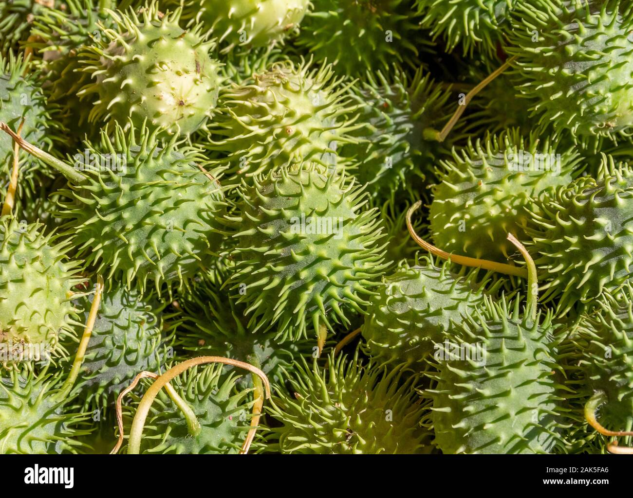 full frame picture showing lots of green spiky gherkins Stock Photo