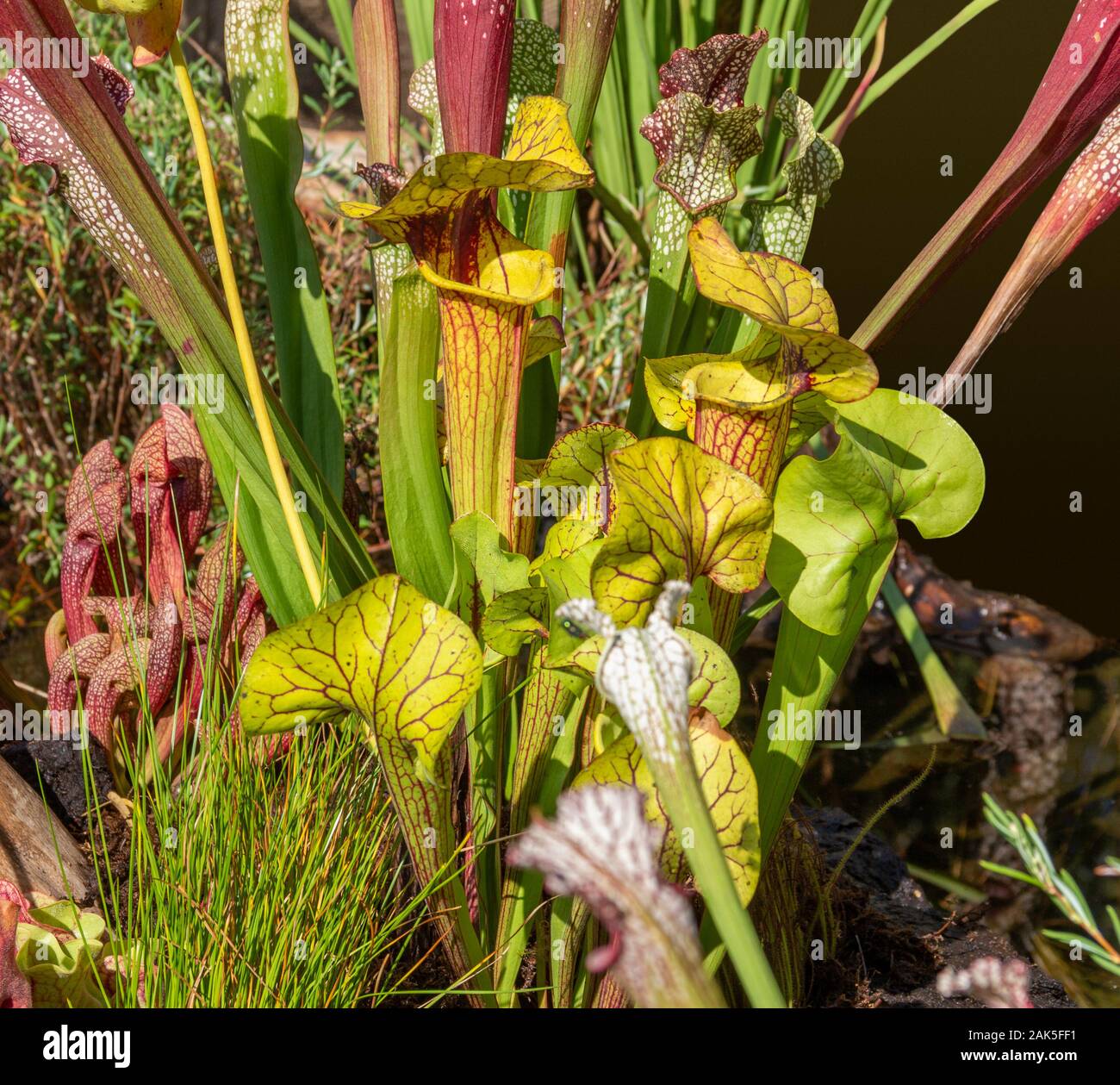 carnivorous pitcher plants in sunny ambiance Stock Photo Alamy