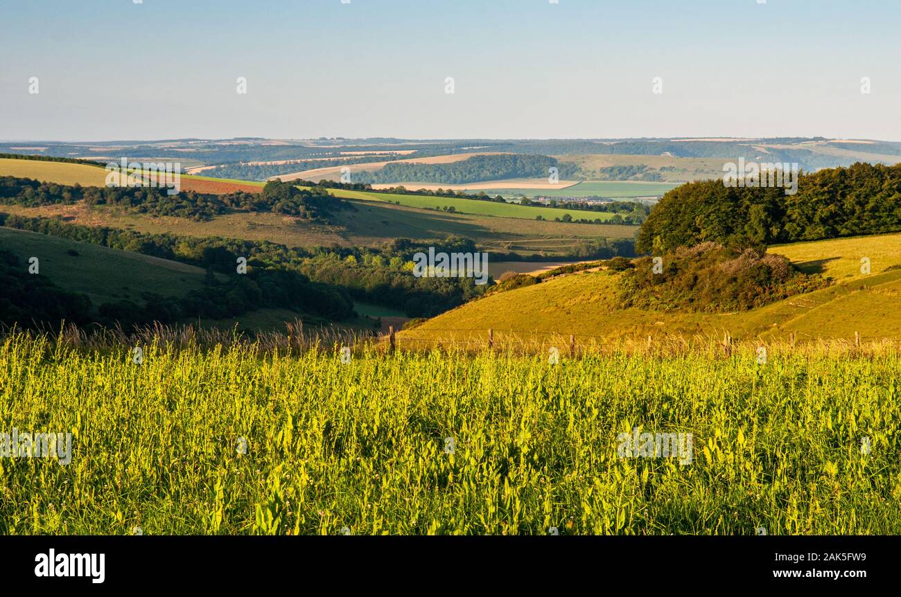 Morning light shines on farmland fields and woodland on the rolling landscape of Cranborne Chase, with the Blackmore Vale, Hambledon Hill and the Dors Stock Photo