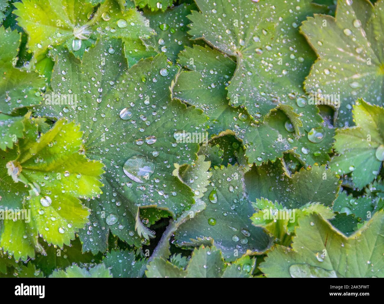 full frame wet green water repellent leaves Stock Photo