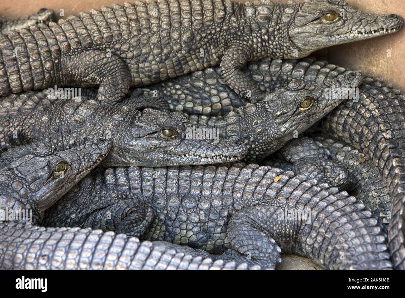 St lucia crocodile centre hi-res stock photography and images - Alamy