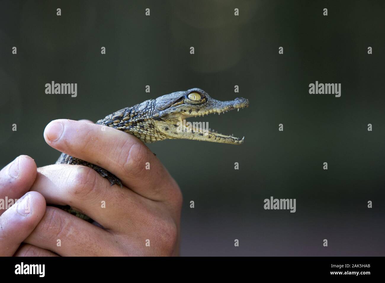 St. Lucia: Crocodile Centre im iSimangaliso Wetland Park, junges Krokodil, Suedafrika | usage worldwide Stock Photo
