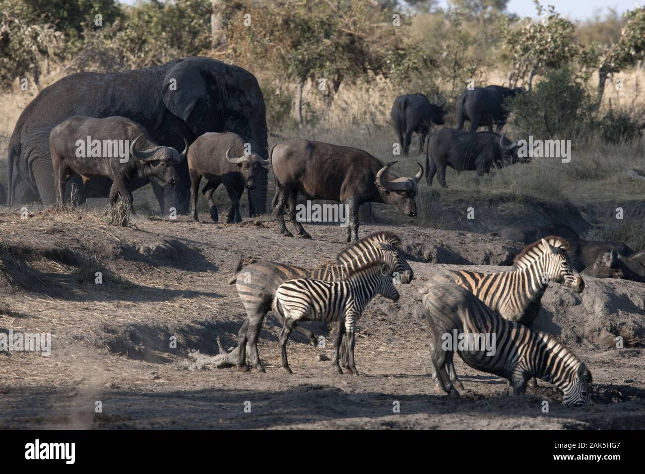 Krueger Nationalpark: Elefanten, Zebras und Bueffel an einem Wasserloch, Suedafrika | usage worldwide Stock Photo