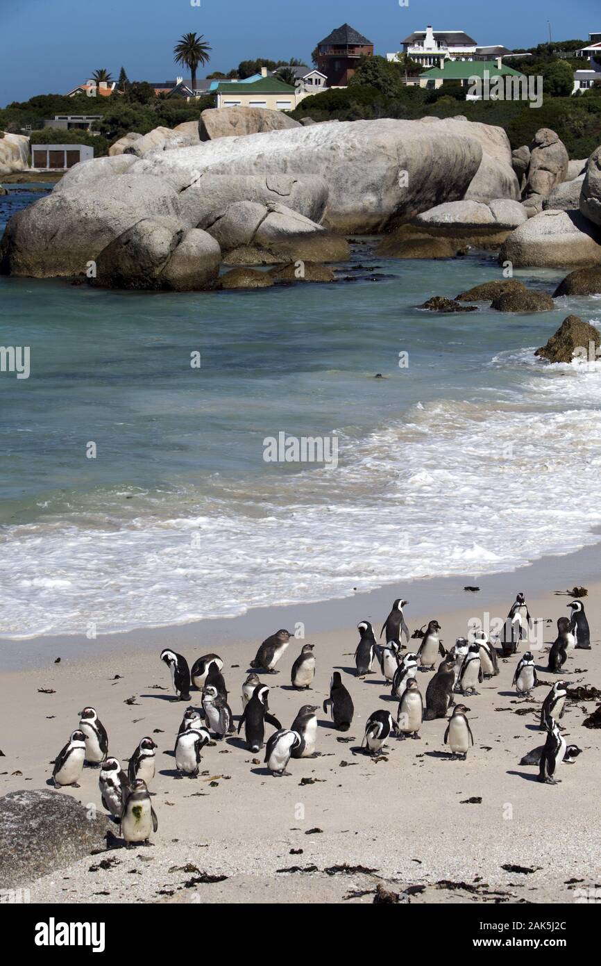 Simon's Town auf der Kap-Halbinsel: Pinguine an der Boulders Beach, Suedafrika | usage worldwide Stock Photo