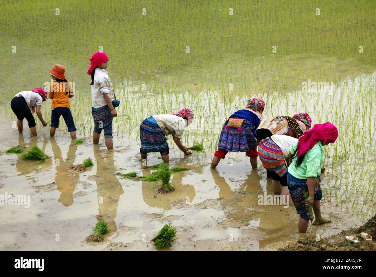Provinz Lao Cai: Blumen-Hmong-Angehoerige vom Bergstamm der Hmong Hoa pflanzen Reissetzlinge in einem Reisfeld bei Lao Cai, Vietnam | usage worldwide Stock Photo