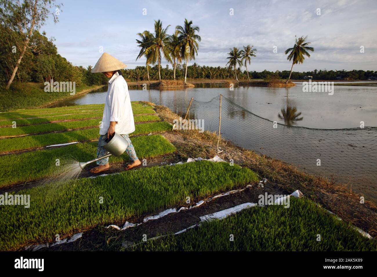 Mekong Delta: Baeuerin auf einem Reisfeld in der Provinz Vinh Long,     Vietnam | usage worldwide Stock Photo