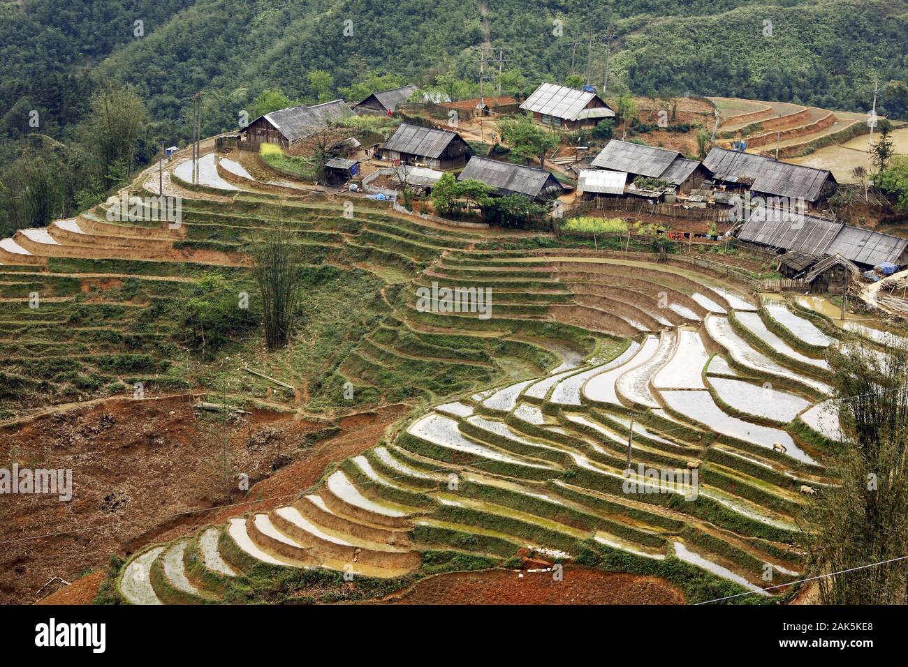 Provinz Lao Cai: Reis-Terrassenfelder Reisterrassen in einem Dorf bei Sapa, Vietnam | usage worldwide Stock Photo