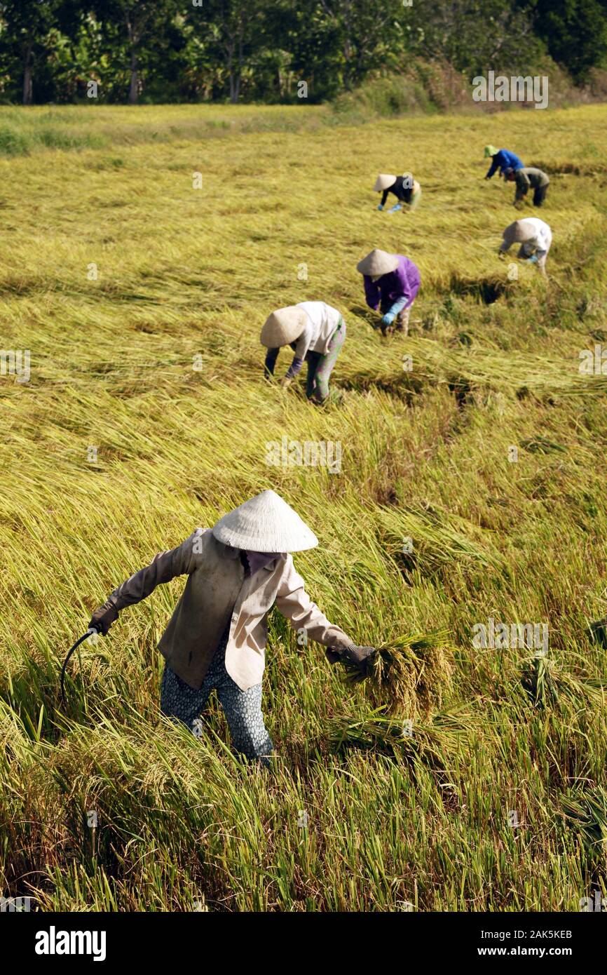 Can Tho: Farmerinnen auf einem Reisfeld nahe der Stadt,  Vietnam | usage worldwide Stock Photo