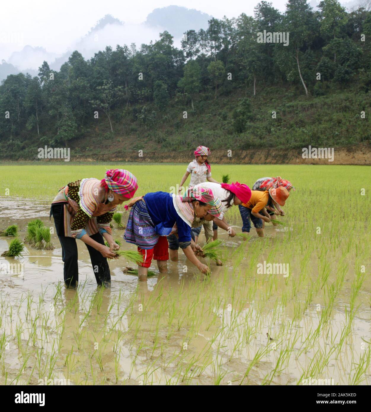 Lao Cai: Angehoerige vom Bergstamm der Hmong Hoa pflanzen Reissetzlinge in einem Nassreisfeld,     Vietnam | usage worldwide Stock Photo
