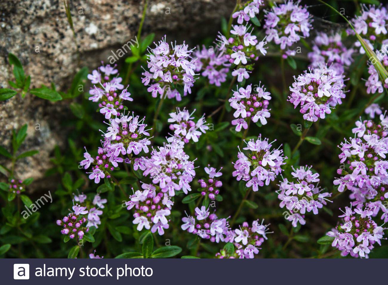 Creeping Shrub High Resolution Stock Photography and Images Alamy
