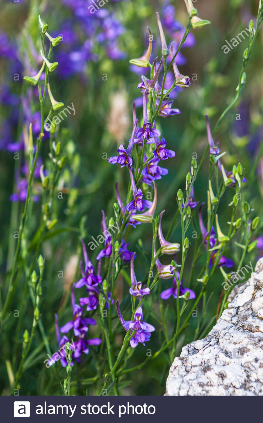 Larkspur Wildflowers High Resolution Stock Photography and Images - Alamy