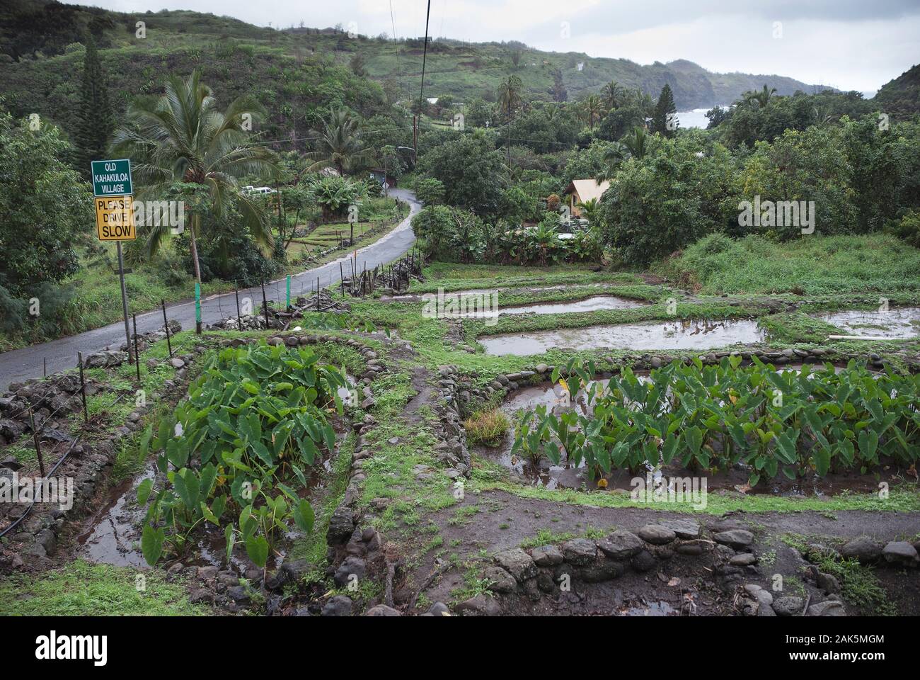 West Maui Kahakuloa Taro patches Stock Photo