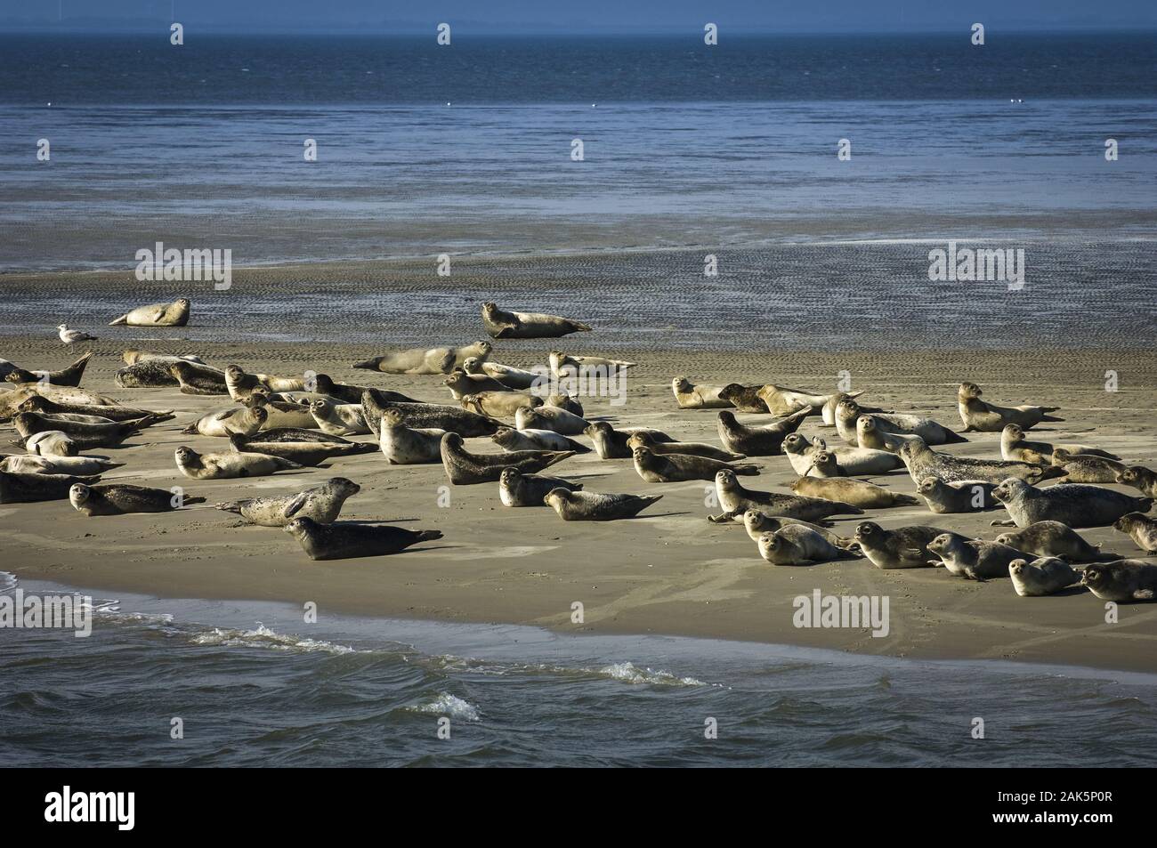 Nationalpark Niedersaechsisches Wattenmeer: Seehunde auf einer Sandbank, Elbe und Weser | usage worldwide Stock Photo
