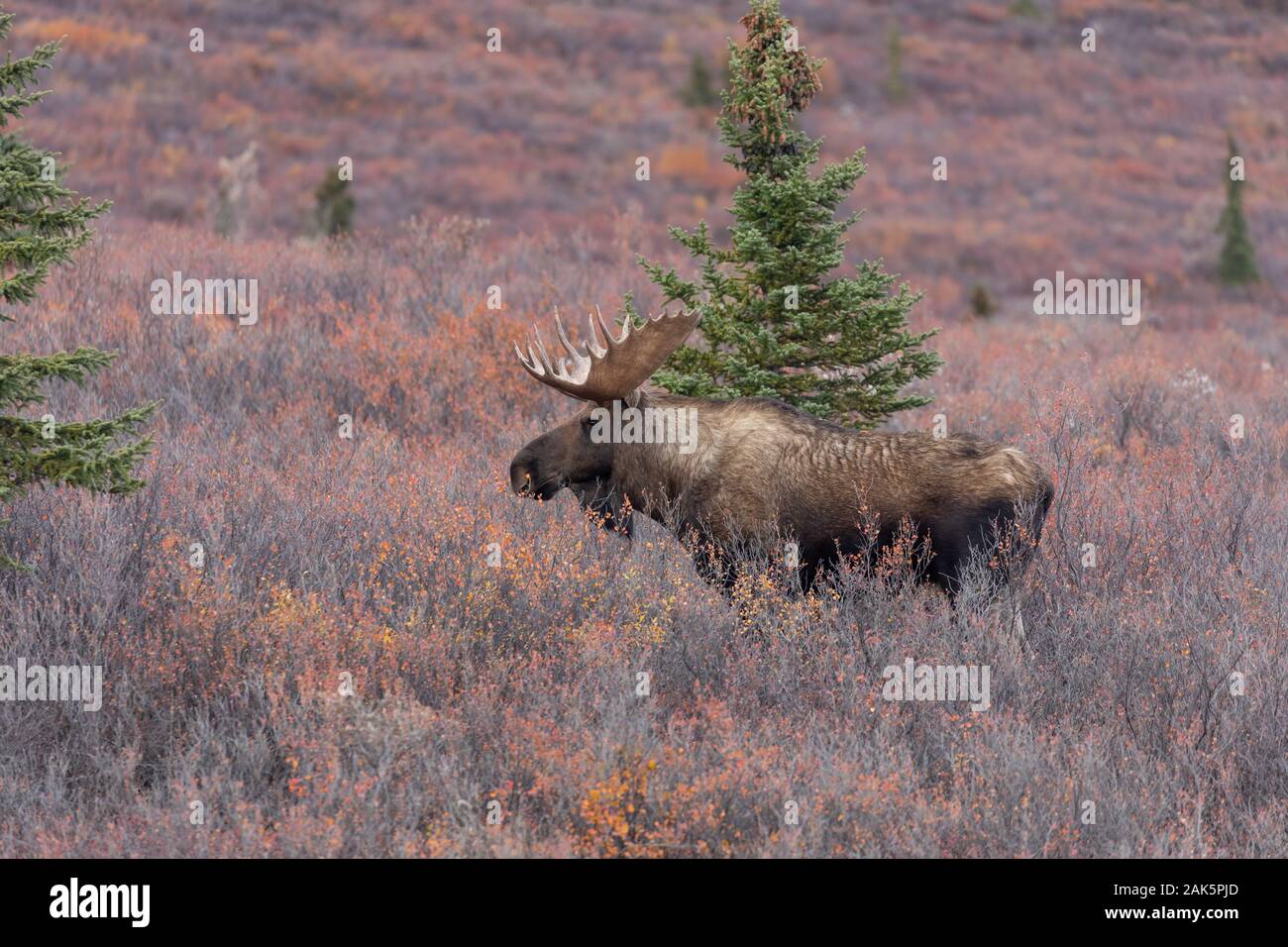 Alaska Yukon Bull Moose in Autumn Stock Photo Alamy