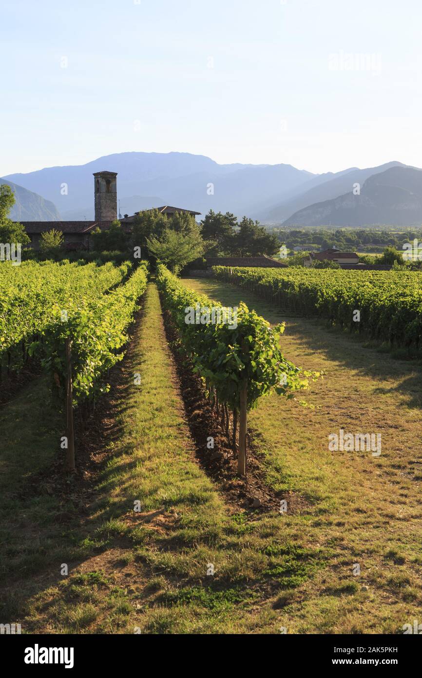 Franciacorta: Weinbauregion in der Lombardei, Oberital. Seen | usage worldwide Stock Photo