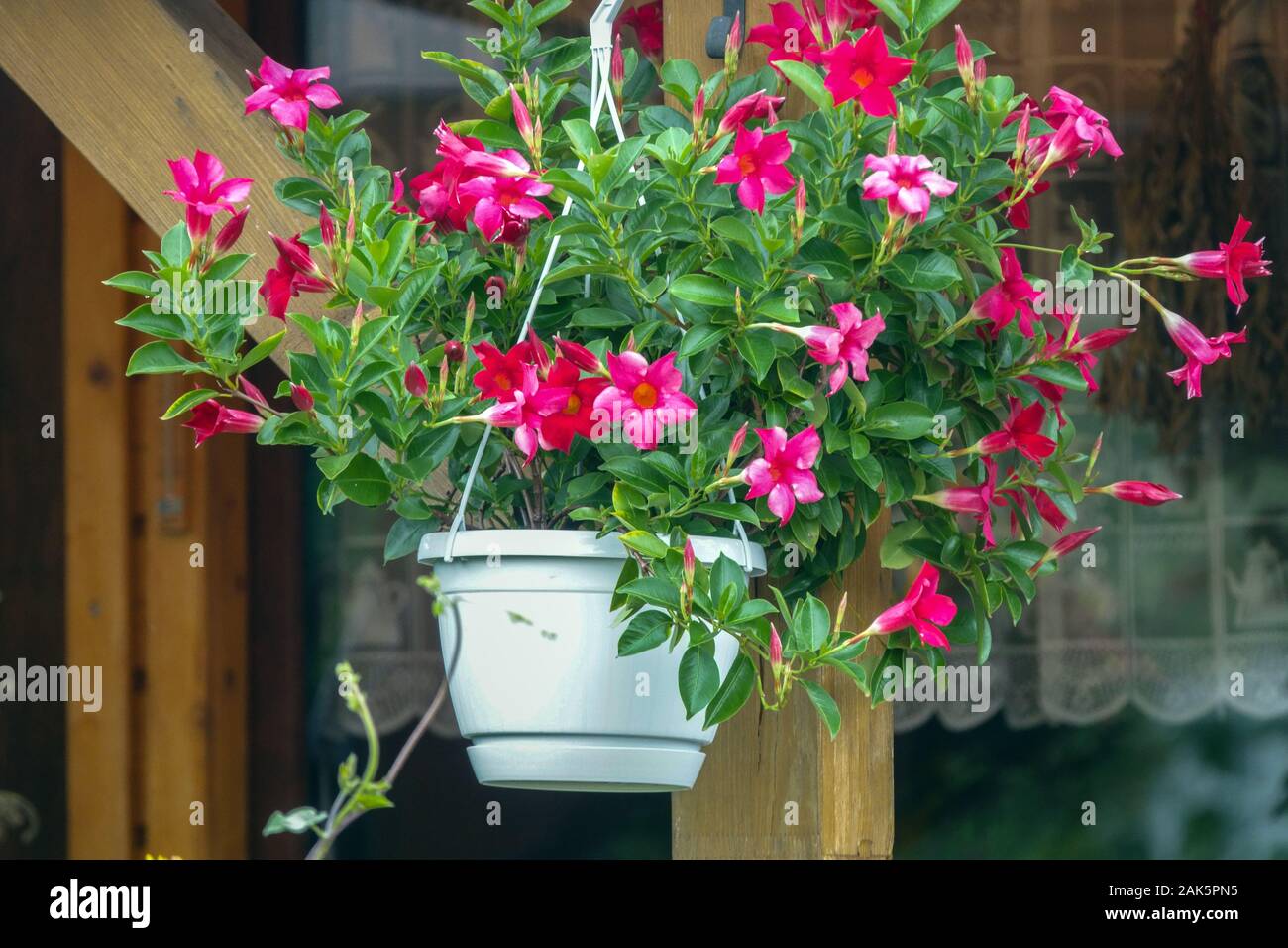 Hanging plants in pot Mandevilla sanderi, garden veranda Stock Photo