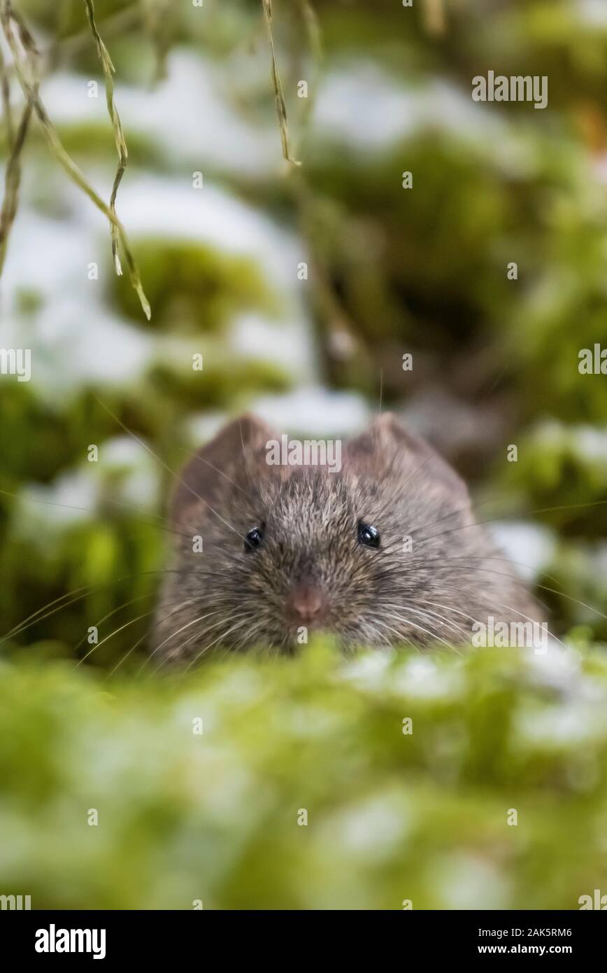 https://c8.alamy.com/comp/2AK5RM6/vole-microtus-spp-in-wet-and-mossy-forest-habitat-along-lake-ohara-lakeshore-in-september-in-yoho-national-park-british-columbia-canada-2AK5RM6.jpg