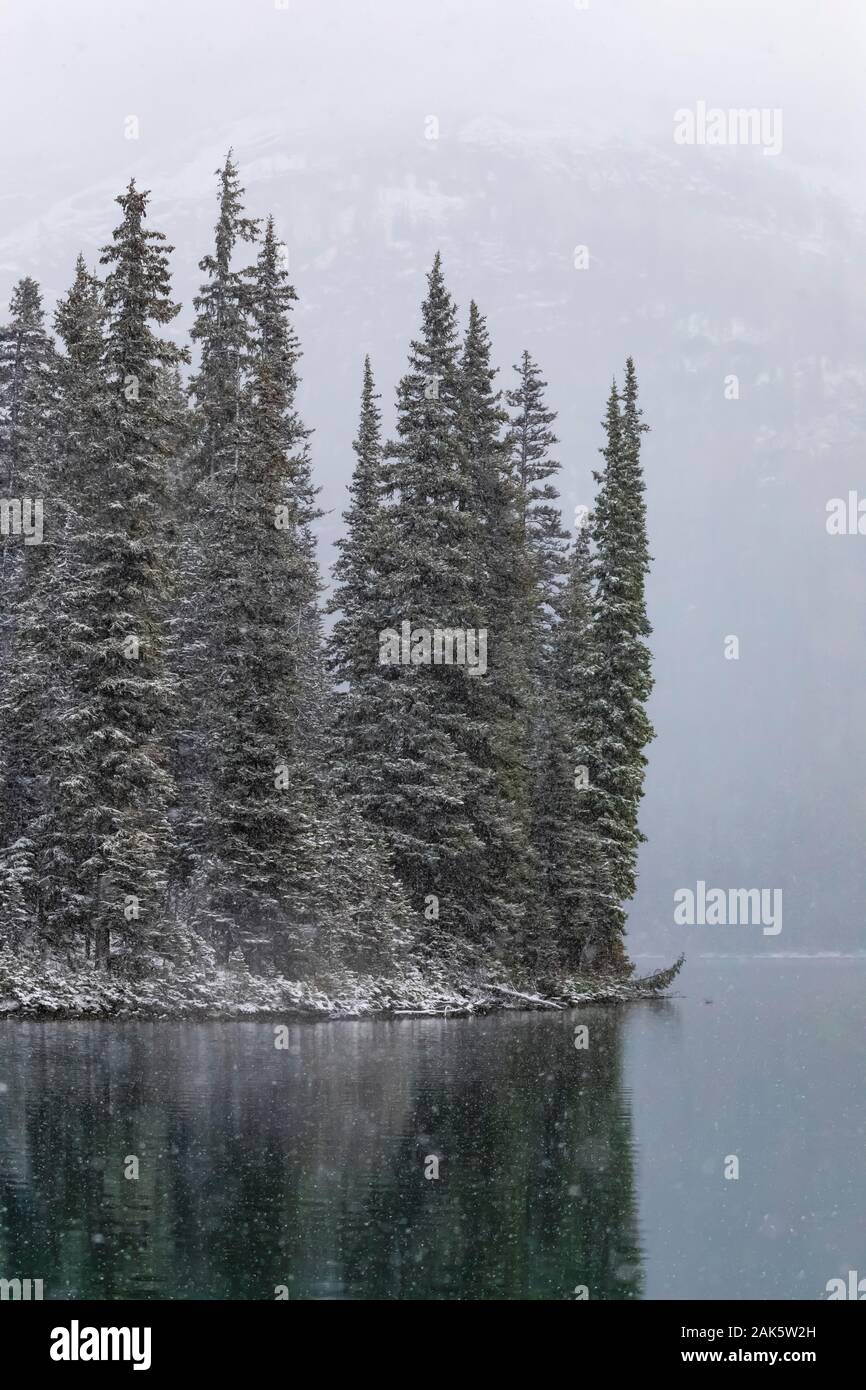Conifer forest along shore hi-res stock photography and images - Alamy