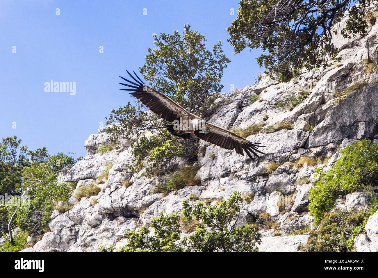 Insel Cres: Gaensegeier bei Beli, Istrien | usage worldwide Stock Photo