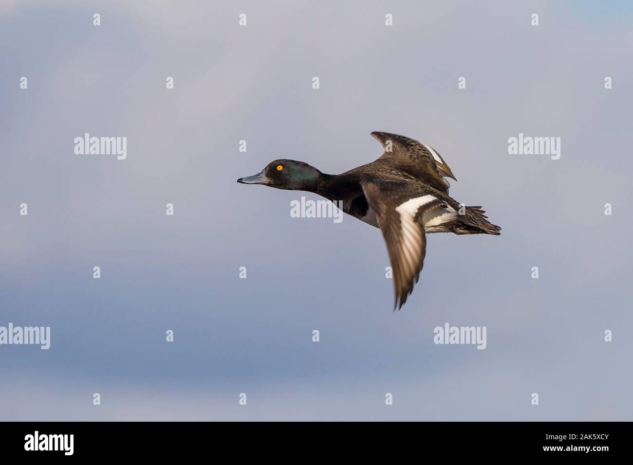Side view of wild male UK tufted duck (Aythya fuligula) isolated in flight wings spread, facing left.Tufted drake flying in midair, blue sky. Stock Photo