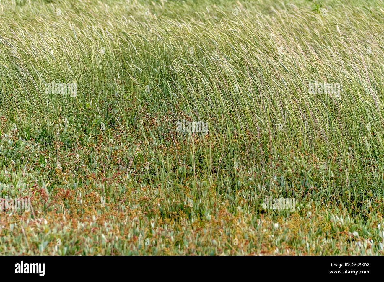 Marsh Vegetation High Resolution Stock Photography and Images - Alamy
