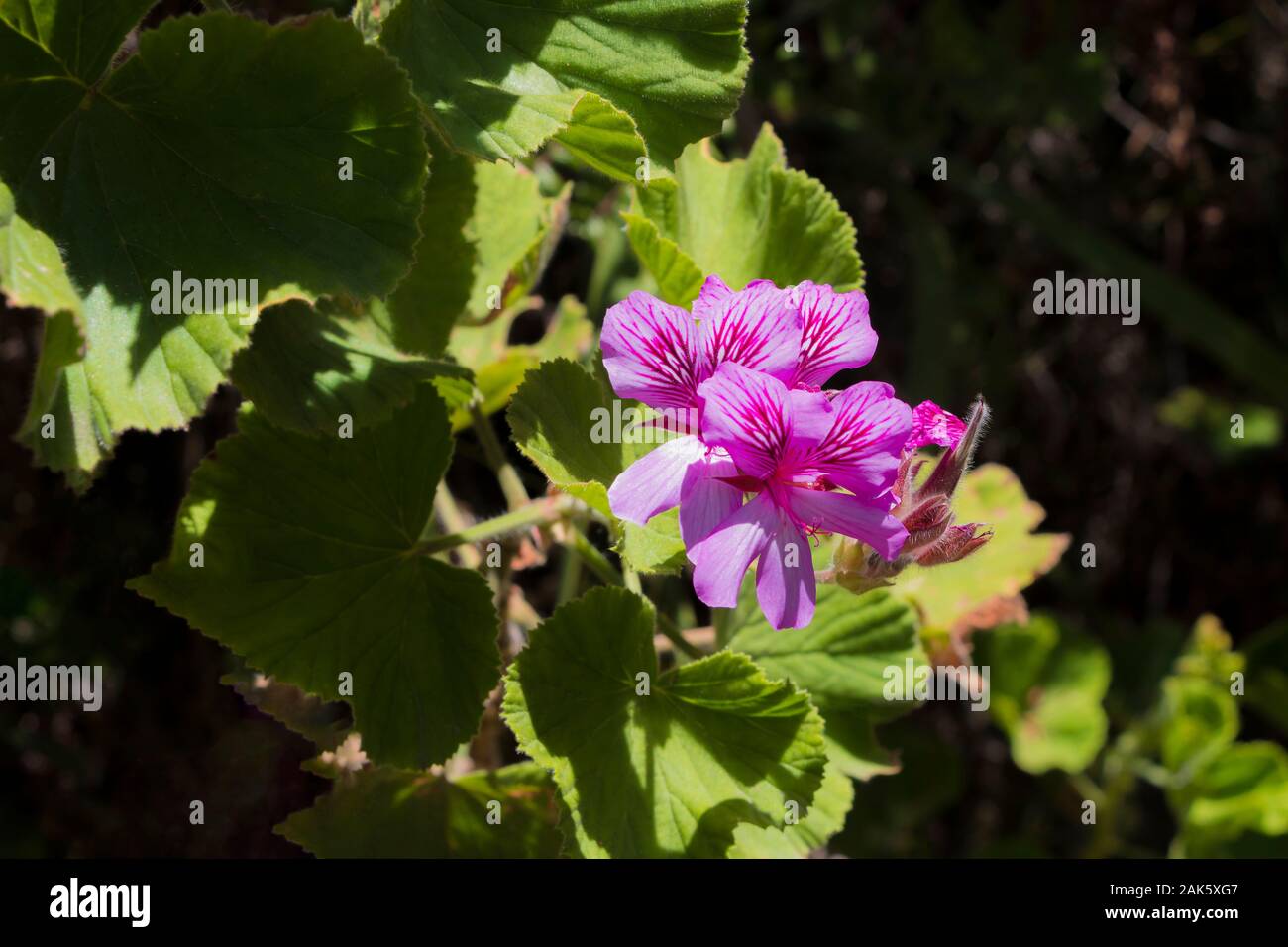 Plants and flowers at Table Mountain National Park in Cape Town, South